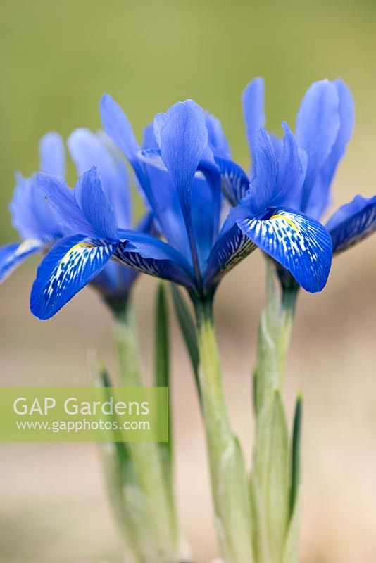 Iris histrioides 'Lady Beatrix Stanley', a  rich blue reticulata iris. Flowering January, February and March.
