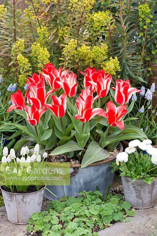 Steel tub of Tulipa 'Pinocchio', a dwarf Greigii tulip flowering in March against backdrop of euphorbia. Pots of grape hyacinths and bellis daisies.