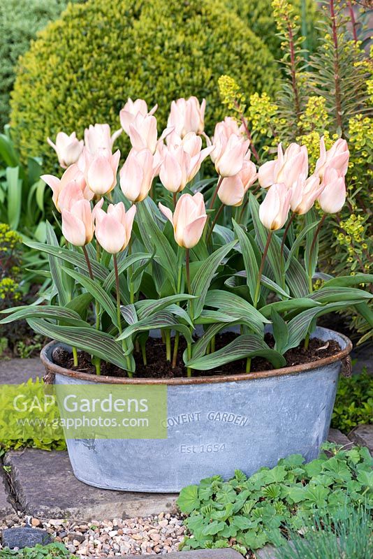 Galvanised wash tub of Tulipa 'Little Girl' against backdrop of euphorbia and box ball. In March.