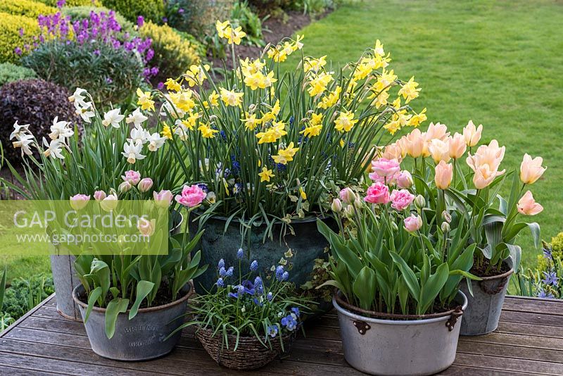 Aluminium, copper and galvanised metal containers of Narcissus 'Pipit' and 'Cotinga', Tulipa 'Angelique' and 'Little Girl'.