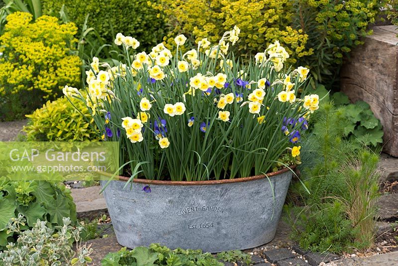 In a tin tub, Narcissus 'Sundisc', a jonquilla daffodil, flowering in April amidst violas. Underplanted with muscari, that flowered 6 weeks earlier.