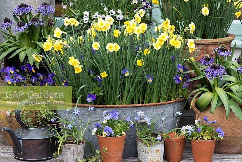 Narcissus 'Sundisc', a jonquilla daffodil, flowering in April amidst violas. Underplanted with muscari, that flowered 6 weeks earlier.