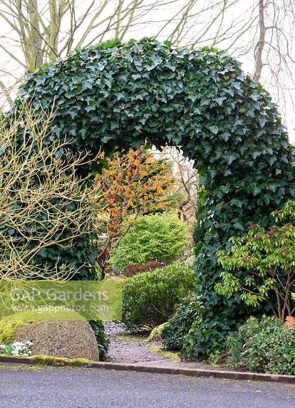 Seen through ivy arch, Hamamelis x intermedia 'Barnstedt Gold', golden witch hazel, a fragrant deciduous shrub, in rock garden in midwinter.