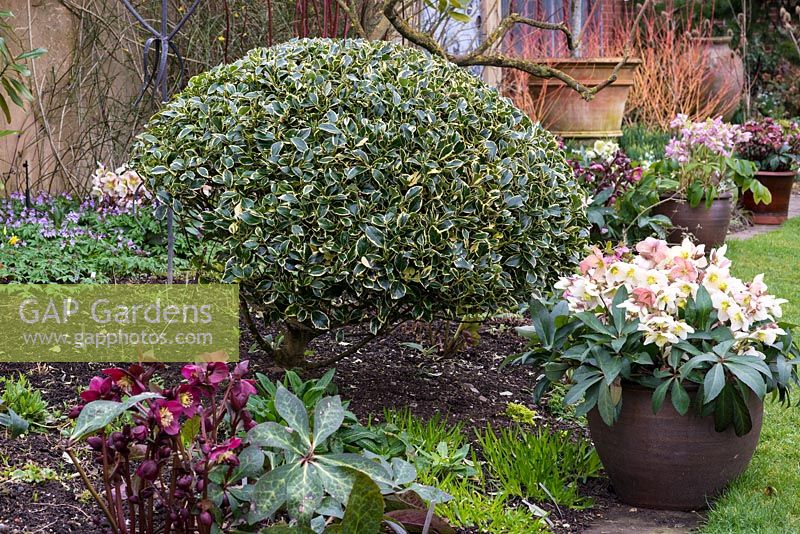A winter border with topiary evergreen eleagnus and containers planted with hellebores.