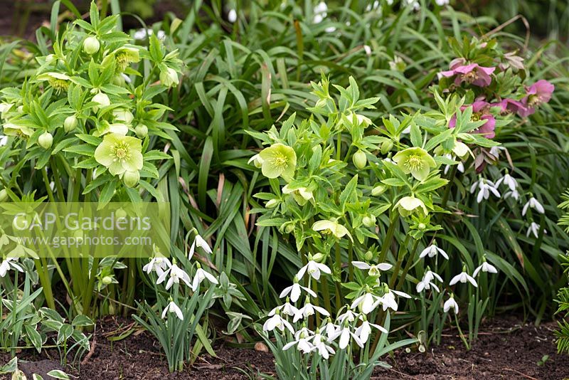 Hellebores and snowdrops mingle in a woodland border.