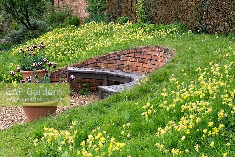 Cowslips are naturalised in a grassy bank in which a curving bench is set into semi-circular brick retaining wall.