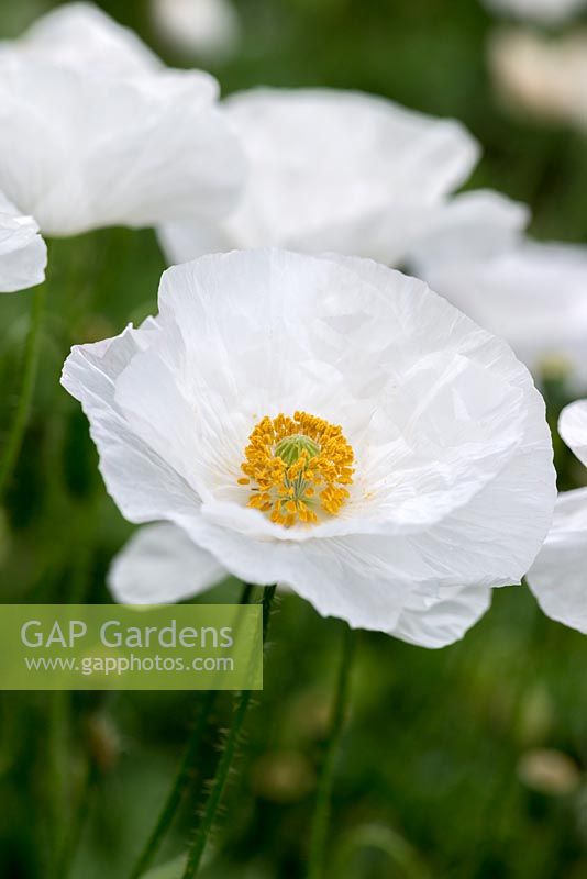 Papaver rhoeas 'Bridal Silk', field poppy, a hardy annual with white single flowers, crumpled petals, flowering from June.