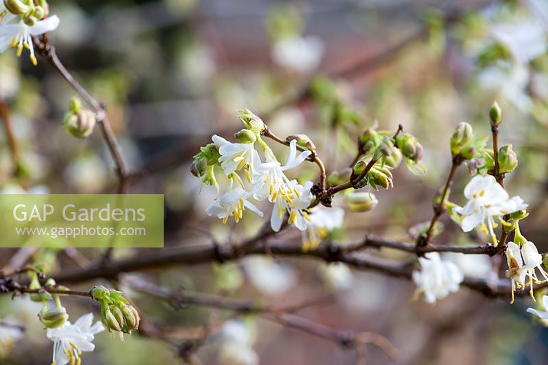 Lonicera standishii, winter honeysuckle, bears tiny, creamy, fragrant flowers in midwinter.