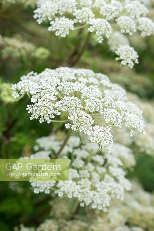 Selinum wallichianum, Wallich milk parsley, a clump forming perennial with large umbels of white flowers from summer to autumn. 