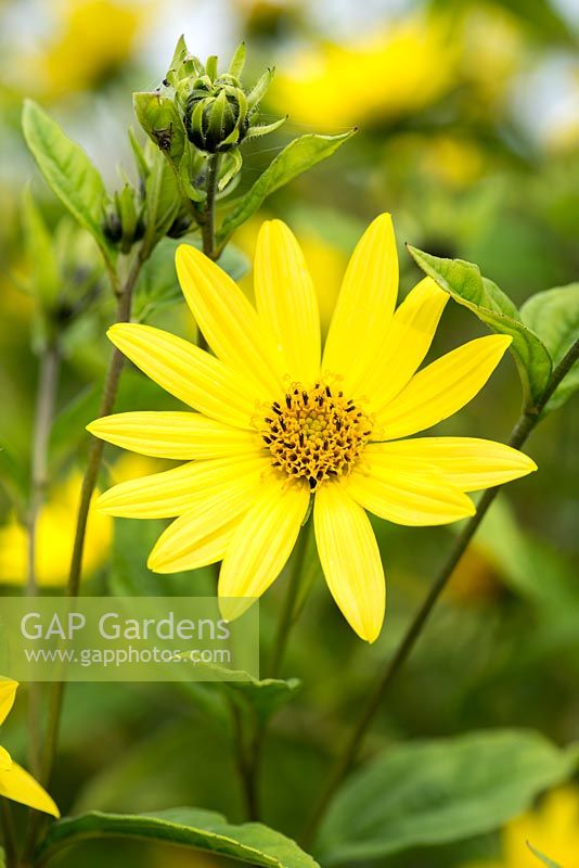 Helianthus salicifolius 'Lemon Queen', sunflower, a tall perennial with bright yellow flowers in September.