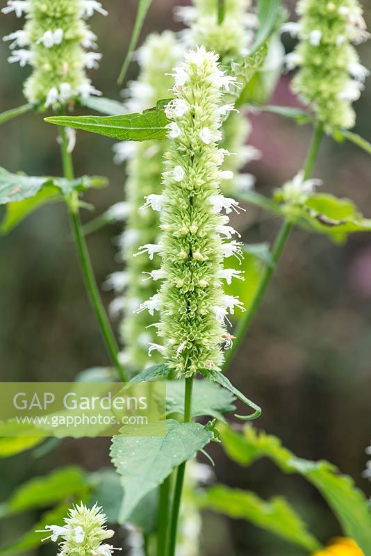Agastache foeniculum 'Alabaster', anise hyssop, a long lasting perennial attractive to insects, flowering in September.