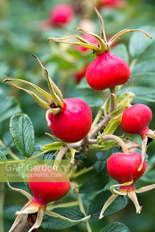 Rosa rugosa hips in late summer.