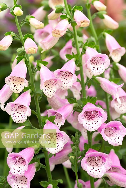 Digitalis 'Lucas', foxglove, a new perennial in 2017, flowering from May.