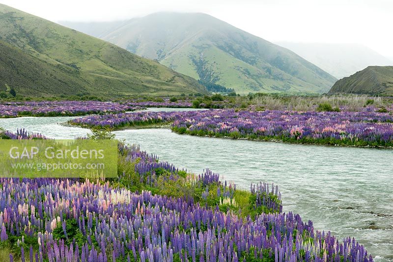Valley beside River Ahuriri near Omarama in South Island, New Zealand. Lupins self-seed so prolifically as now to be classed an invasive plant.