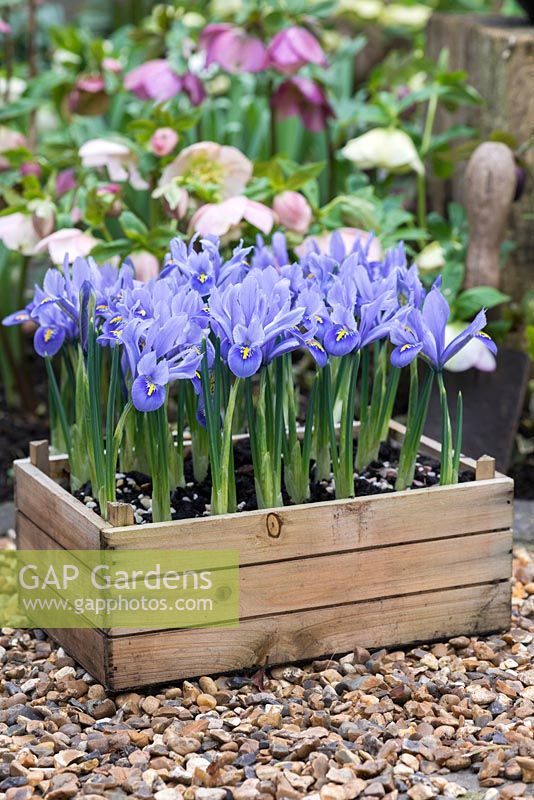 Wooden box of Iris reticulata 'Alida', against a backdrop of hellebore hybrids. Flowering in February.