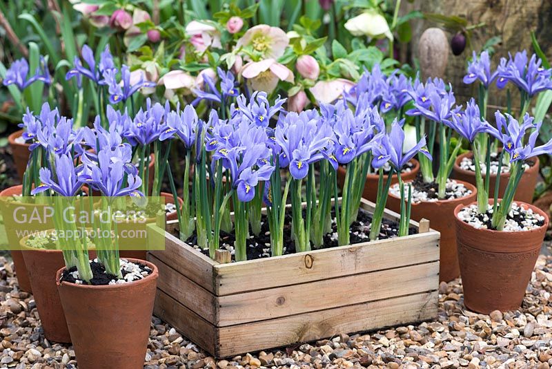 Wooden box of Iris reticulata 'Alida', against a backdrop of hellebore hybrids. Flowering in February.