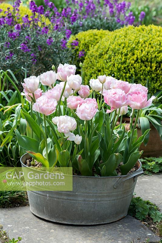 In an old galvanised wash tub, Tulipa 'Angelique', a double late flowering tulip with pink petals, flowering in April.