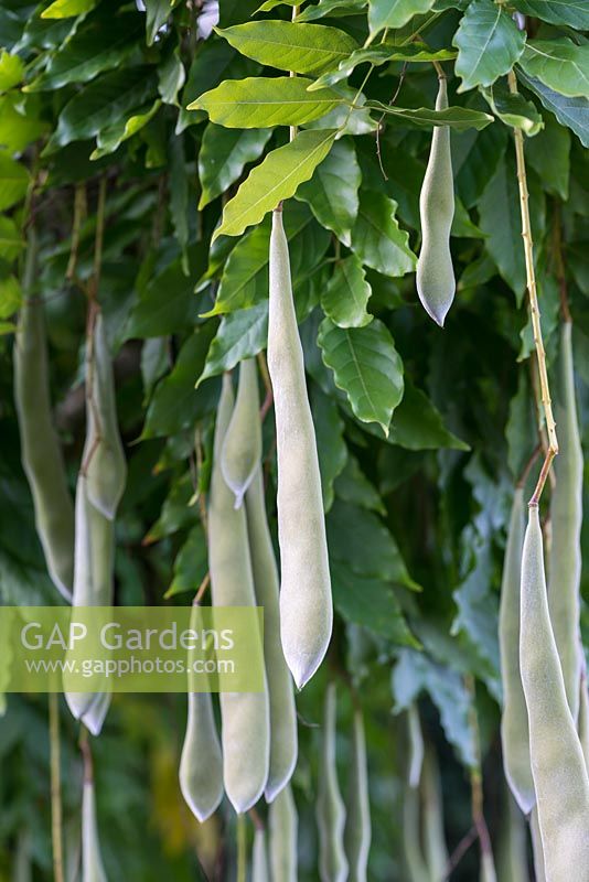 Wisteria sinensis develops long, green, felt like seed pods by early autumn. Once dried, these can explode, dispersing the seeds far and wide.
