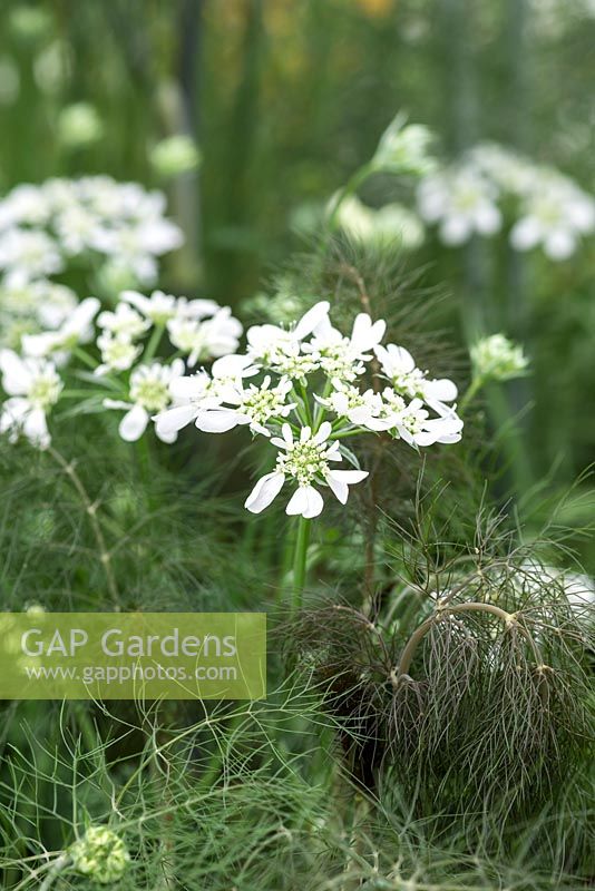 Orlaya grandiflora, white laceflower, a delicate long flowering hardy annual.