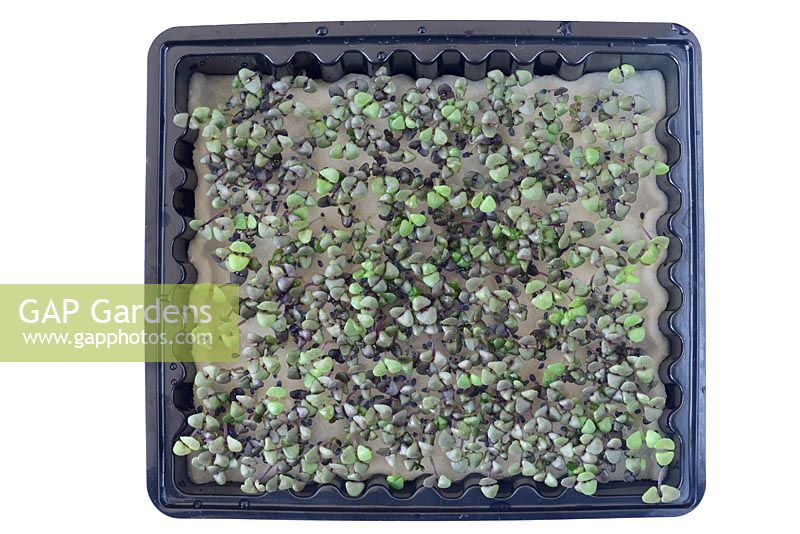 Ocimum basilicum 'Dark Opal'. Basil grown indoors as micro leaf salad. Seeds sown onto damp matting in plastic tray showing first seed leaves