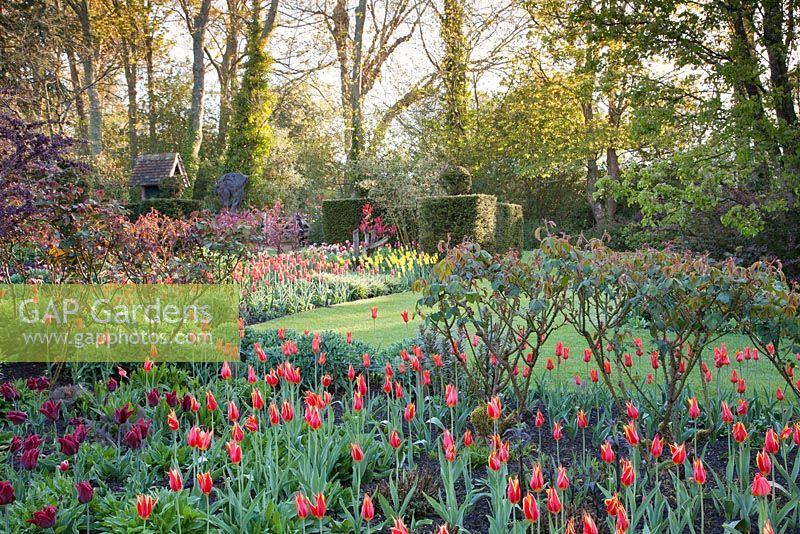 Colourful display of mixed Tulips including Tulipa 'Ballerina', Tulipa 'Lasting Love' and Tulipa 'West Point'. Garden: Pashley Manor, Sussex
