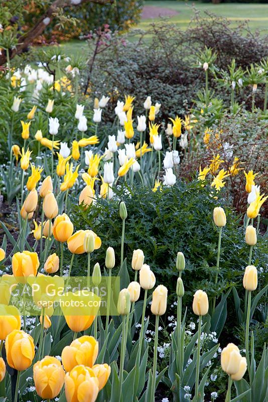 Mixed white and yellow Tulips including Tulipa 'Seattle' and Tulipa 'Golden Oxford'. Garden: Pashley Manor, Sussex
