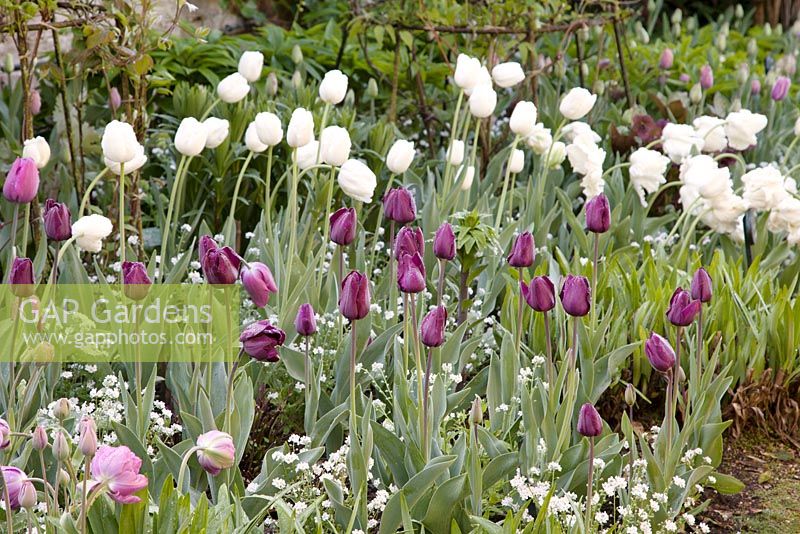 Tulipa 'White Dream' and Tulipa 'Recreado'. Garden: Pashley Manor, Sussex
