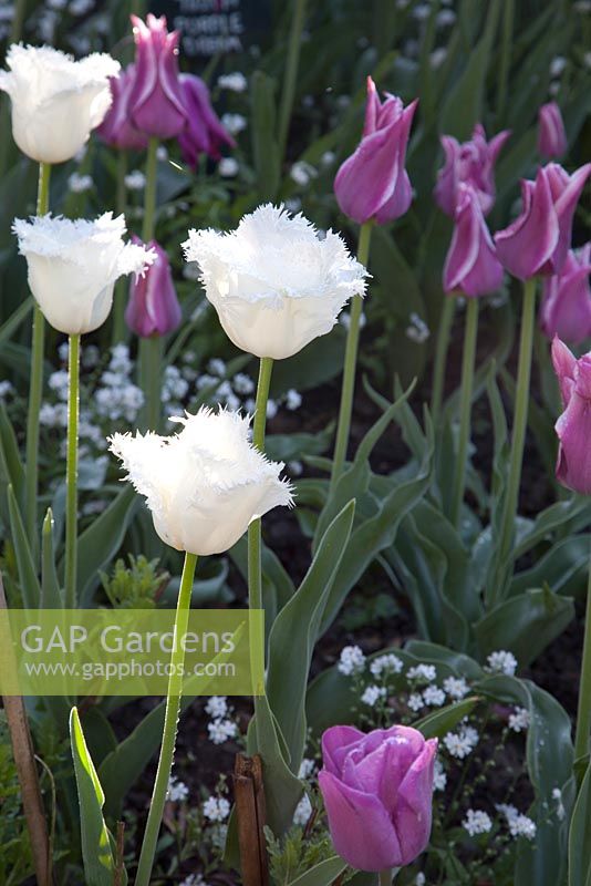 Tulipa 'Honeymoon' - white. Garden: Pashley Manor, Sussex