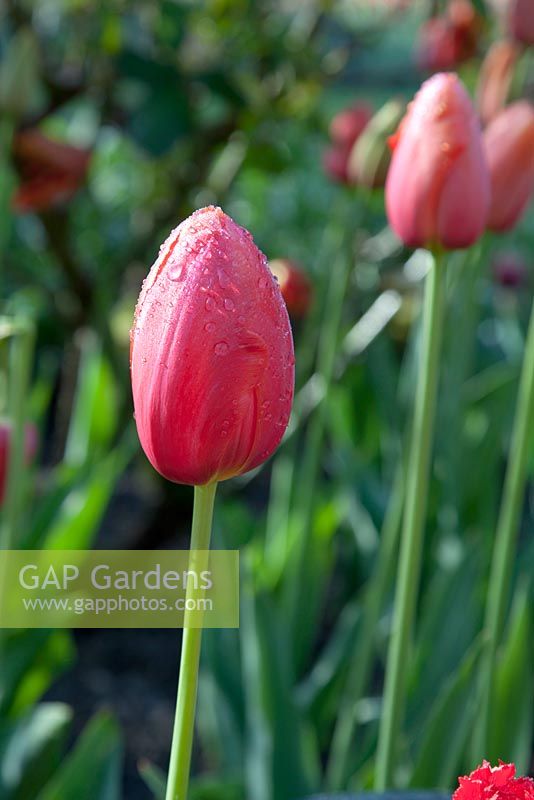 Tulipa 'Avignon'. Garden: Pashley Manor, Sussex