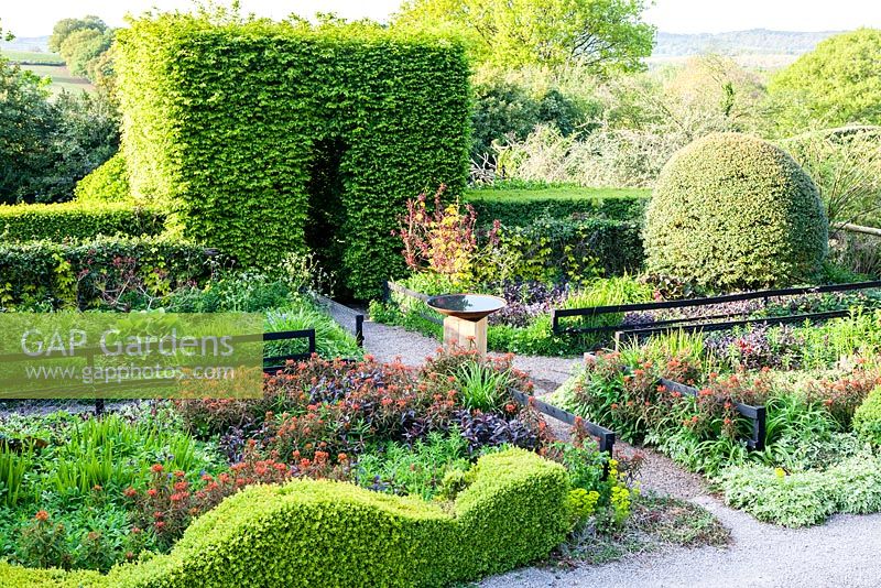 The Front Garden: Wave form hedge of Buxus sempervirens, Large mounds of Osmanthus burkwoodii, Tunnel of Carpinus betulus -
 Hornbean, Black painted rails. Birdbath of Corten steel on Oak pedestal, Euphorbia griffithii 'Dixter'. Veddw House Garden, Monmouthshire, Wales. May. Garden designed and created by Anne Wareham and Charles Hawes