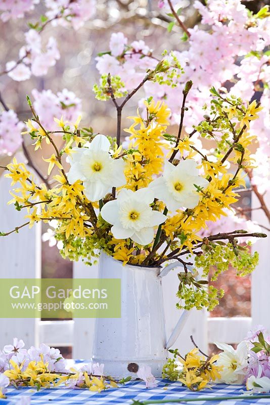 Daffodils, Forsythia and Acer branches displayed in jug.