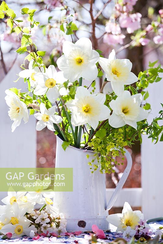 Daffodils displayed in jug.