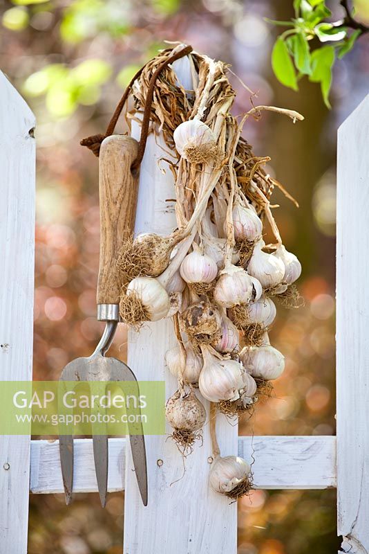 Harvested garlic.