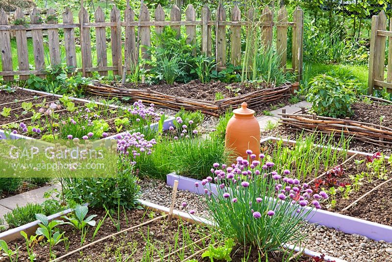 Vegetable and herb garden in spring. Chives, onions, garlic, lettuce, borage.