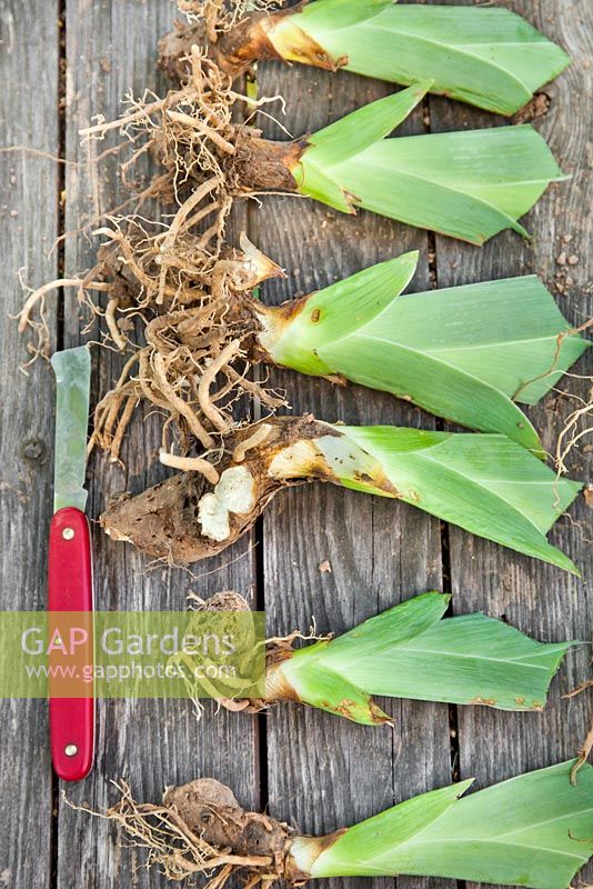 Transplanting and dividing irises. Divided Irises ready to plant.