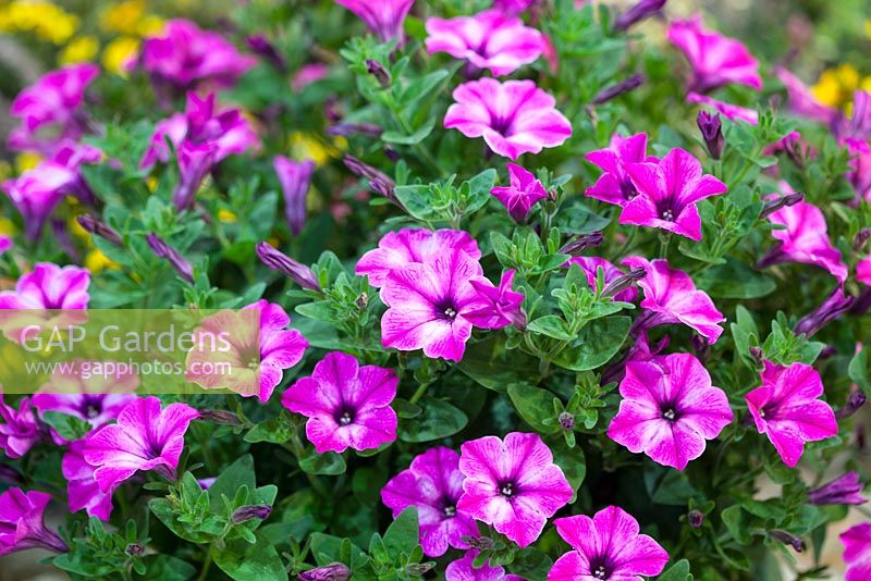 Petunia Chic Collection 'Rose Star' at HTA Plant Show 2016
