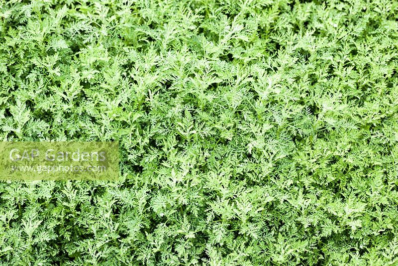 Artemisia pontica - little absinthe - June, France