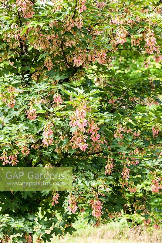 Acer pseudoplatanus 'Brillantissimum' - sycamore - June, France