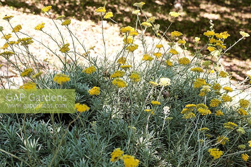 Helichrysum orientale - immortelle - June, France