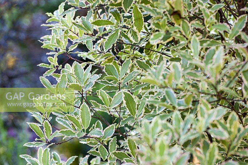 Pittosporum tenuifolium 'Variegatum' - June, France