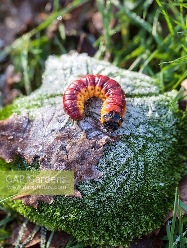 Cossus cossus - goat moth caterpillar - January, France