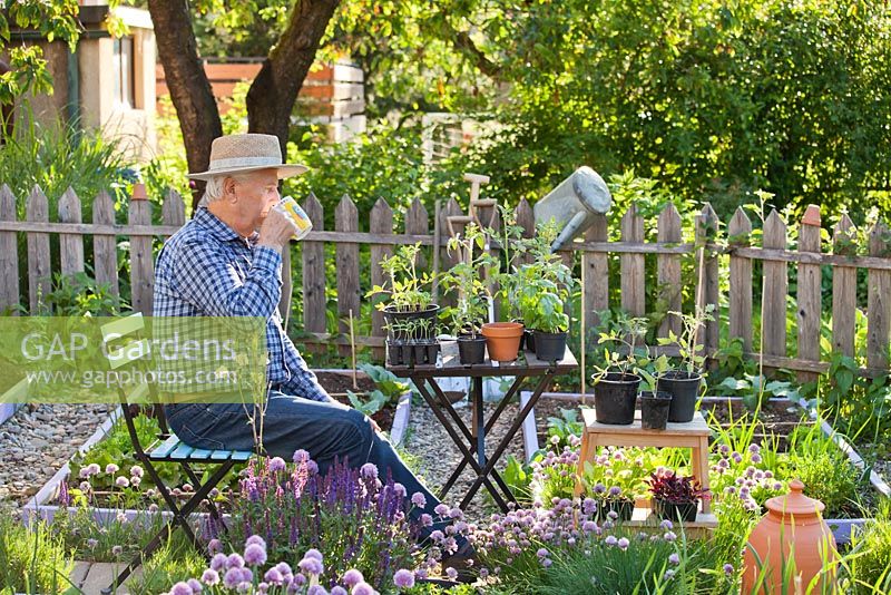 Man relaxing with cup of tea in spring vegetable and herb garden.