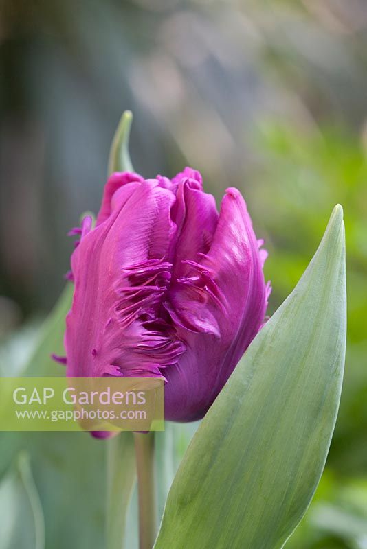 Tulipa 'Blue Parrot'. Closeup of single flower  with feathered petals