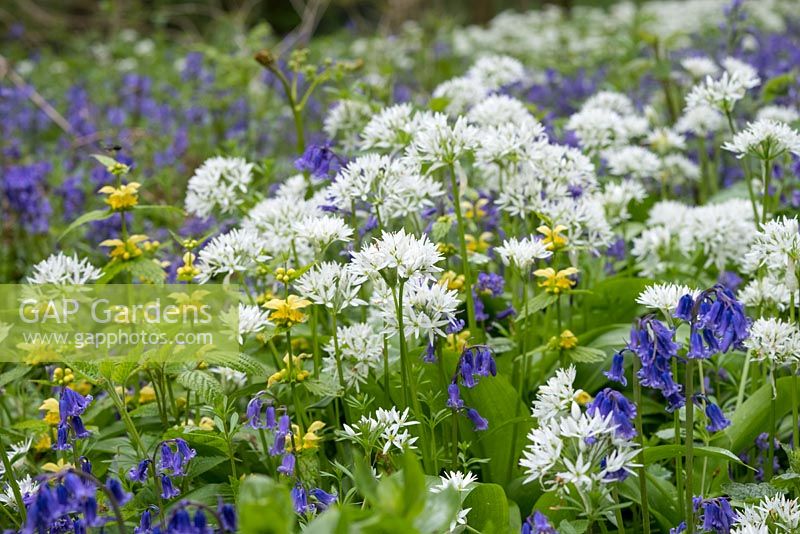 Woodland flowers including wild garlic, Archangel and bluebells.