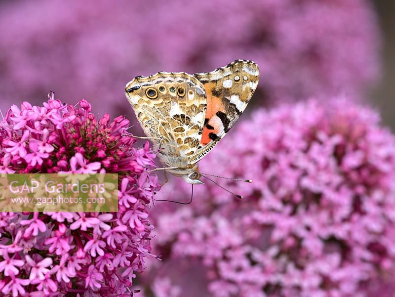Garden butterfly, Painted lady, Vanessa cardui, feeding on Centranthus ruber - red valerian.