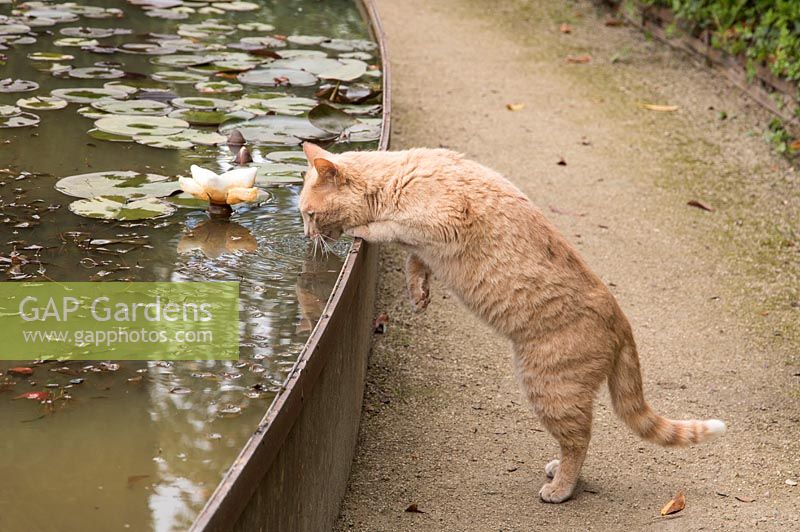 Le Potager du Domaine, The Estate Vegetable Garden - Festival International des Jardins 2017, Domaine de Chaumont sur Loire, France - ginger cat drinking from raised pond