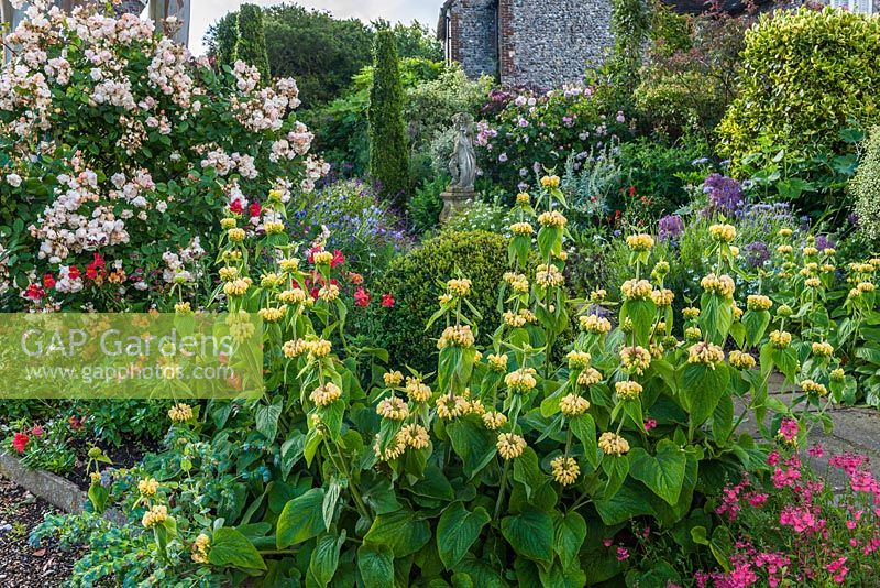Phlomis russeliana - Turkish sage in a mixed border at Old Erringham Cottage, Sussex