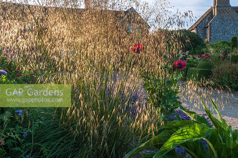 Stipa gigantea - golden oats grass at Old Erringham, Sussex
