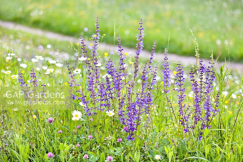 Salvia pratensis - Meadow Clary