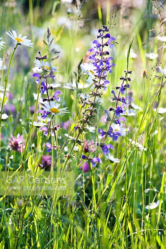 Wildflower meadow in may: Salvia pratensis - Meadow Clary and Leucanthemum vulgare - ox-eye daisy